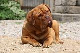 DOGUE DE BORDEAUX 228